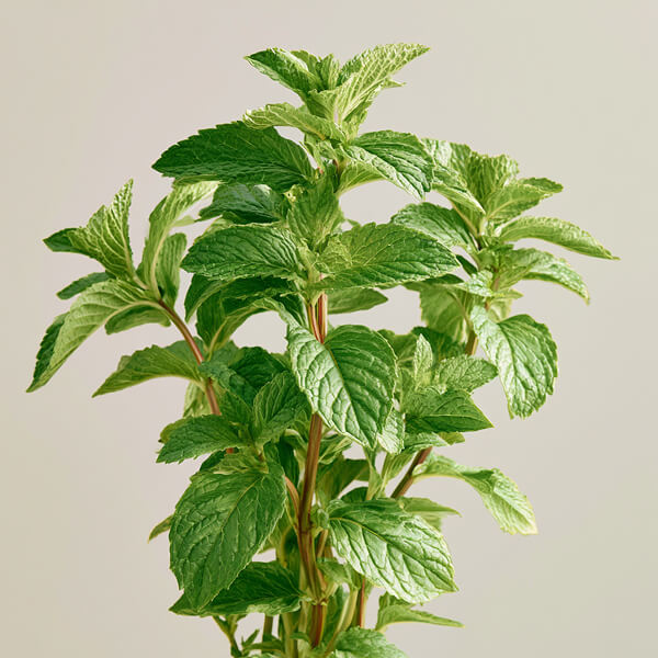 Klyyr hydroxyapatite toothpaste — Fresh mint leaves used to represent the One+ flavor system