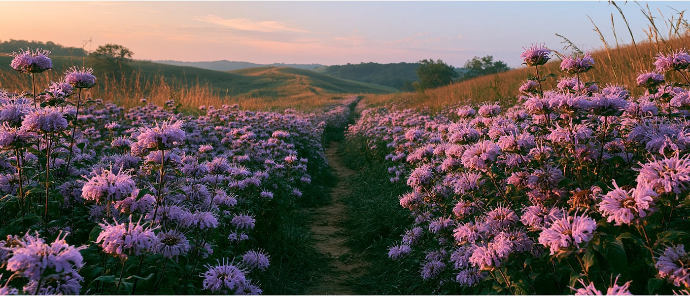 Klyyr hydroxyapatite toothpaste — Wildflower meadow with a path representing a diverse ecosystem